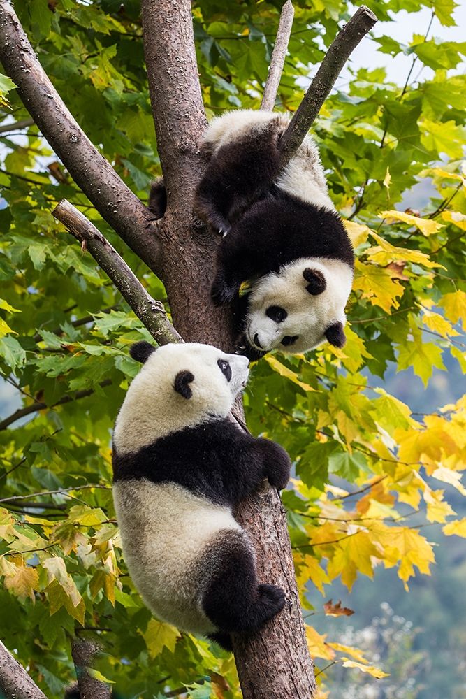 Asia-China-Wolong-Giant Panda-Part of the UNESCO Man and Biosphere Reserve Network